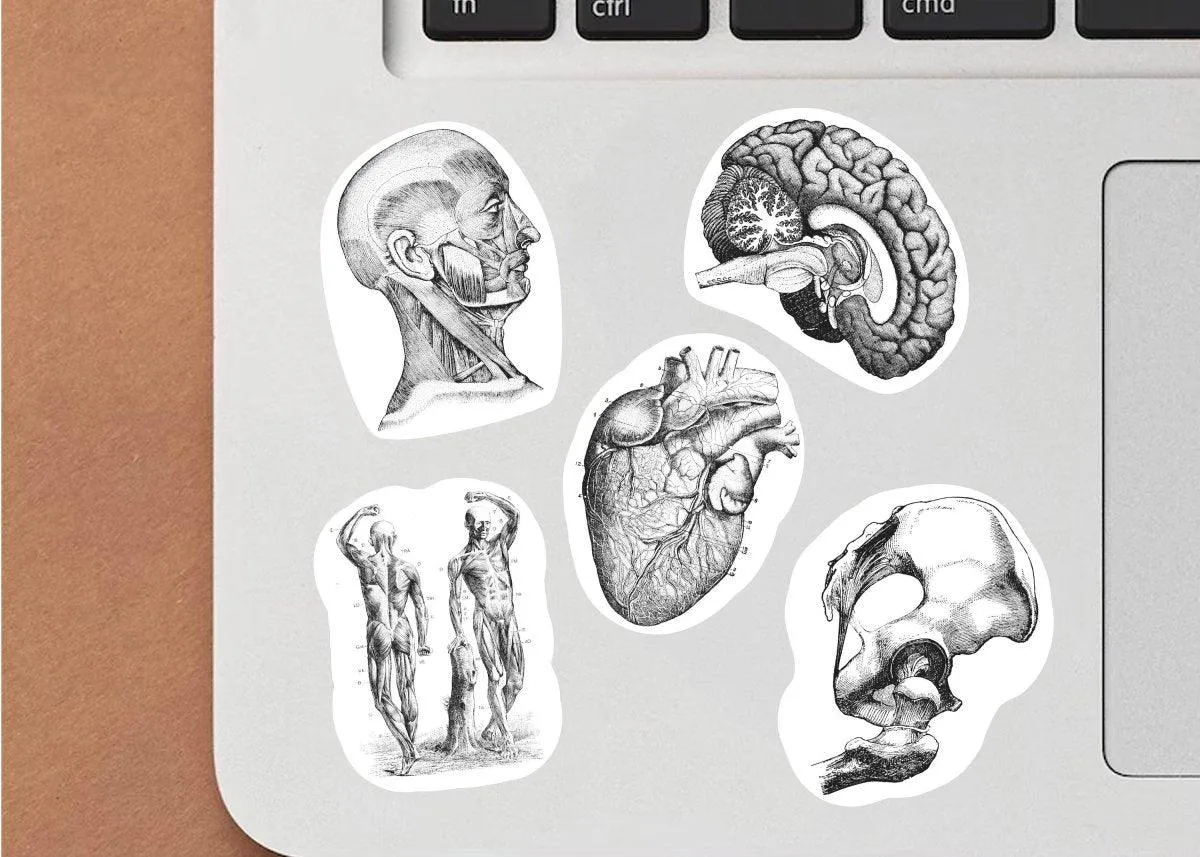 Anatomy Enthusiasm: Vinyl Decals for Hydroflask - Express Your Love for Anatomy