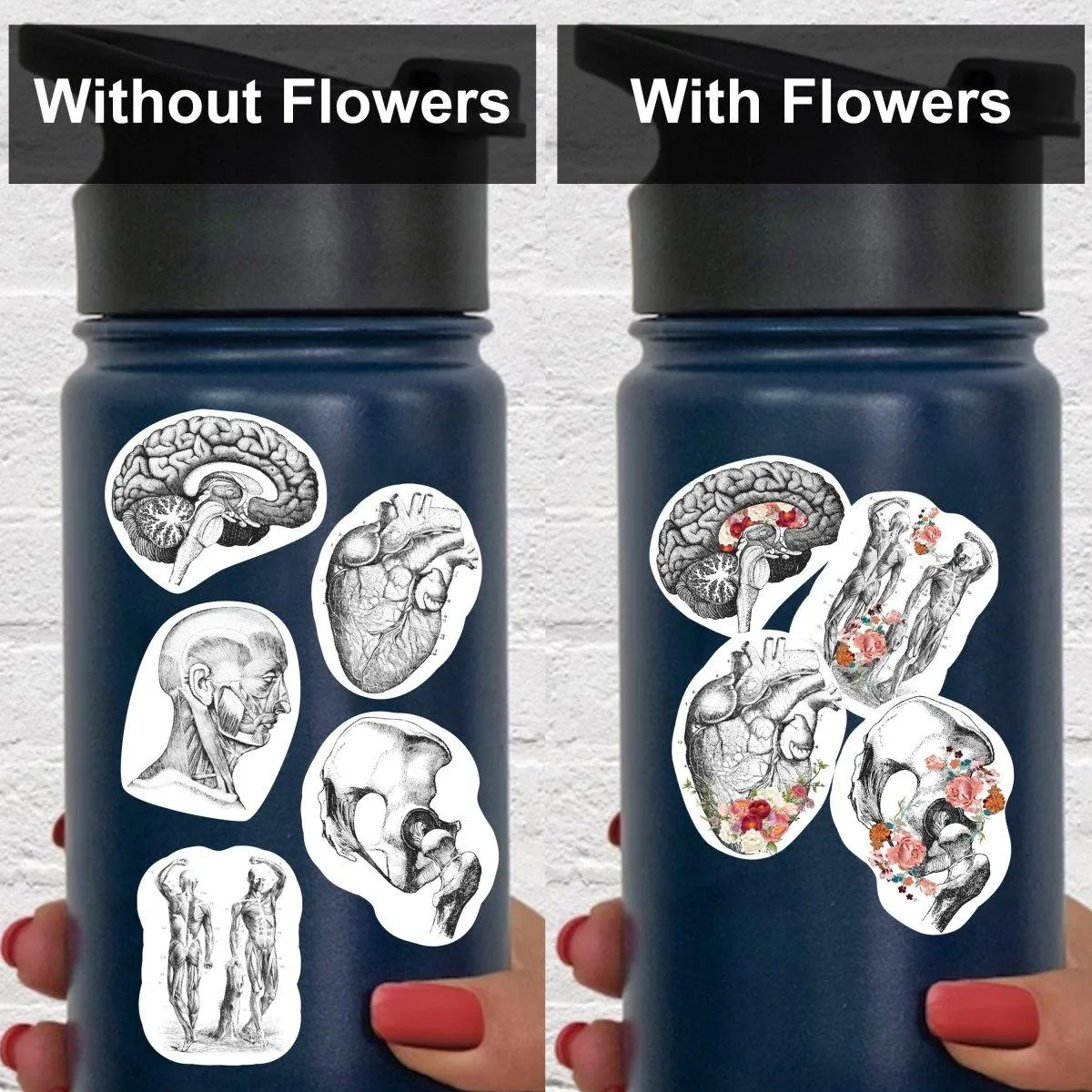 Anatomy Enthusiasm: Vinyl Decals for Hydroflask - Express Your Love for Anatomy